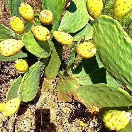 Domek alpejski Herguel Village Gazipaşa
